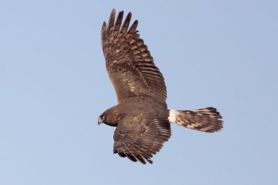 Northern Harrier