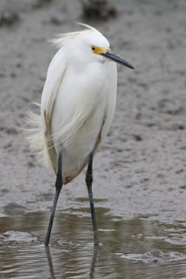 Snowy Egret