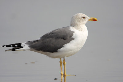 Lesser Blabk-backed Gull