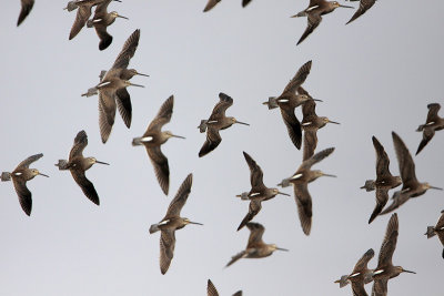 Short-billed Dowitcher