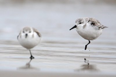 Sanderling