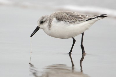 Sanderling