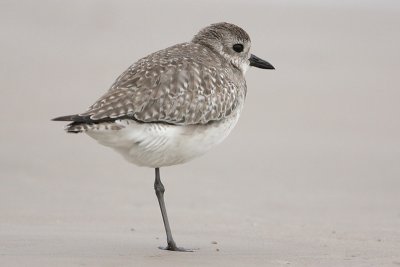 Black-bellied Plover