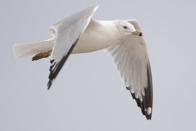 Ring-billed Gull