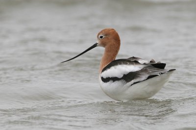 American Avocet