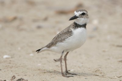 Wilson's Plover