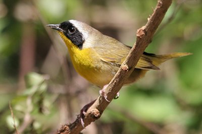 Common Yellowthroat with deformed beak