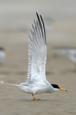 Least Tern