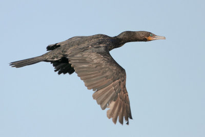 Neotropic Cormorant