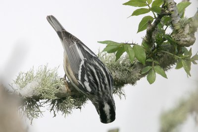 Black-and-white Warbler