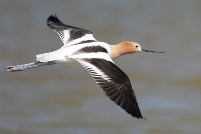 American Avocet