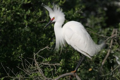 Snowy Egret