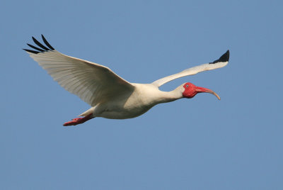 White Ibis