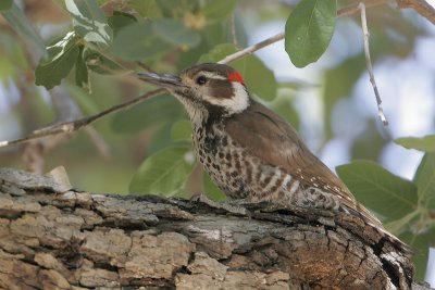 Arizona Woodpecker