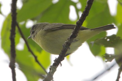 Lesser Greenlet