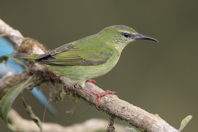 Red-legged Honeycreeper