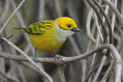 Silver-throated Tanager