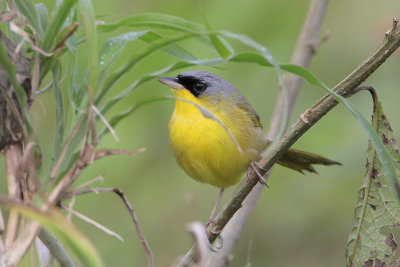 Gray-crowned Yellowthroat