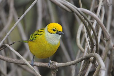 Silver-throated Tanager