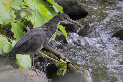 Fasciated Tiger-Heron