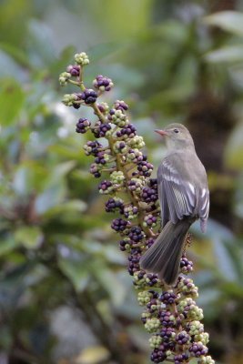 Mountain Elaenia