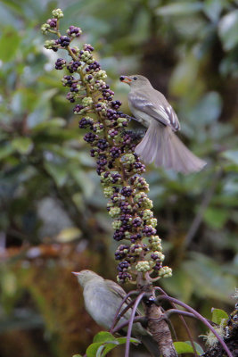 Mountain Elaenia