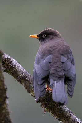 Sooty Thrush