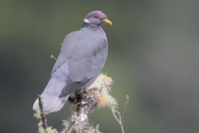 Band-tailed Pigeon