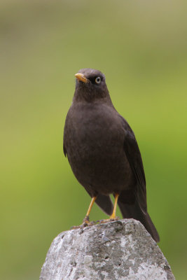 Sooty Thrush