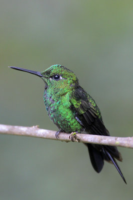 Green-crowned Brilliant