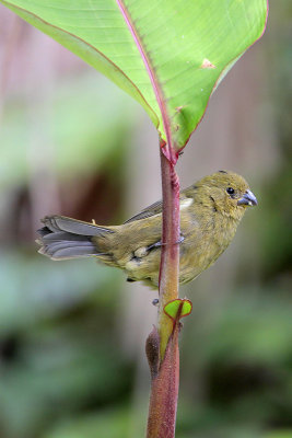 Variable Seedeater