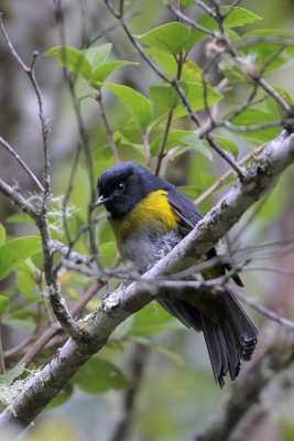 Black-and-yellow Silky Flycatcher