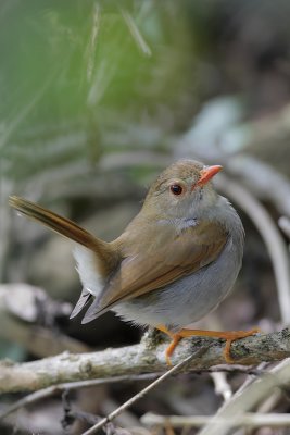 Orange-billed Nightingale-Thrush