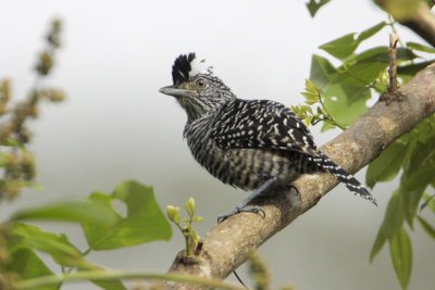 Barred Antshrike