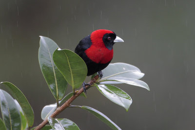 Crimson-collared Tanager