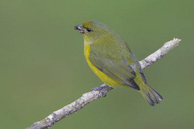 Yellow-throated Euphonea