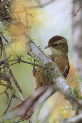 Ruddy Treerunner