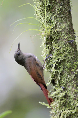 Olivaceous Woodcreeper