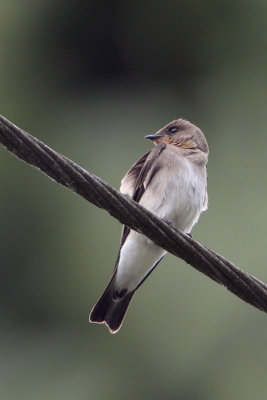 Southern Rough-winged Swallow