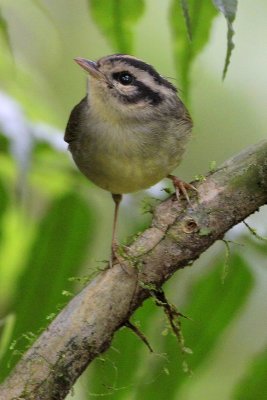 Three-striped Warbler