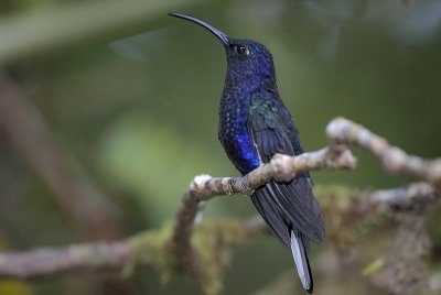 Violet Sabrewing