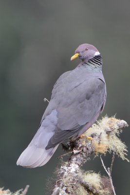 Band-tailed Pigeon