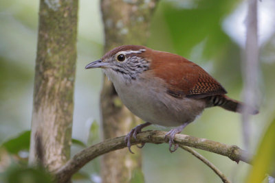 Rufous-and-white Wren