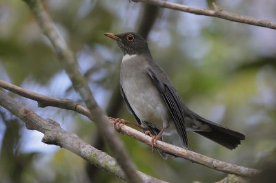 White-throated Thrush