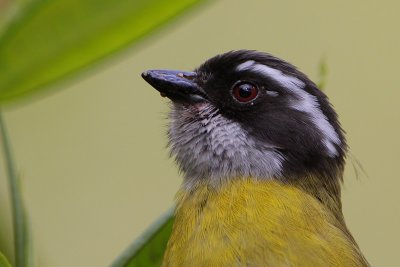 Sooty-capped Bush-Tanager