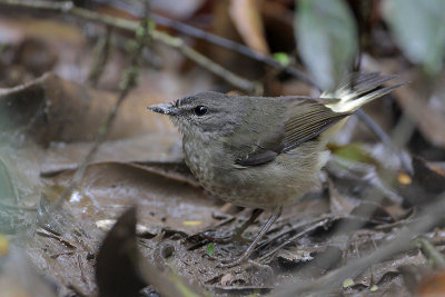 Buff-rumped Warbler