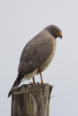 Roadside Hawk