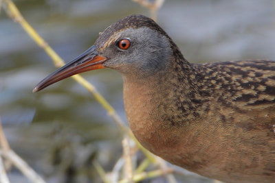 Virginia Rail