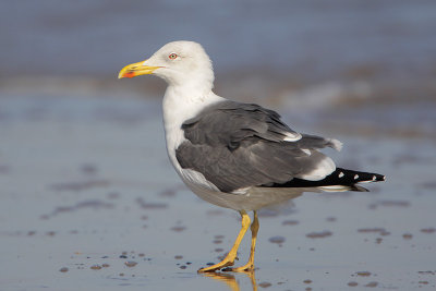 Lesser Black-backed Gull