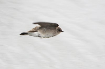 Northern Rough-winged Swallow